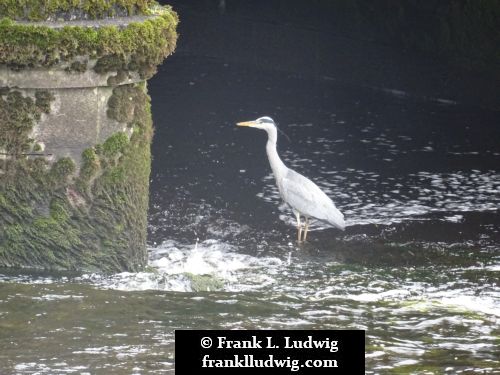 Heron on the Garavogue